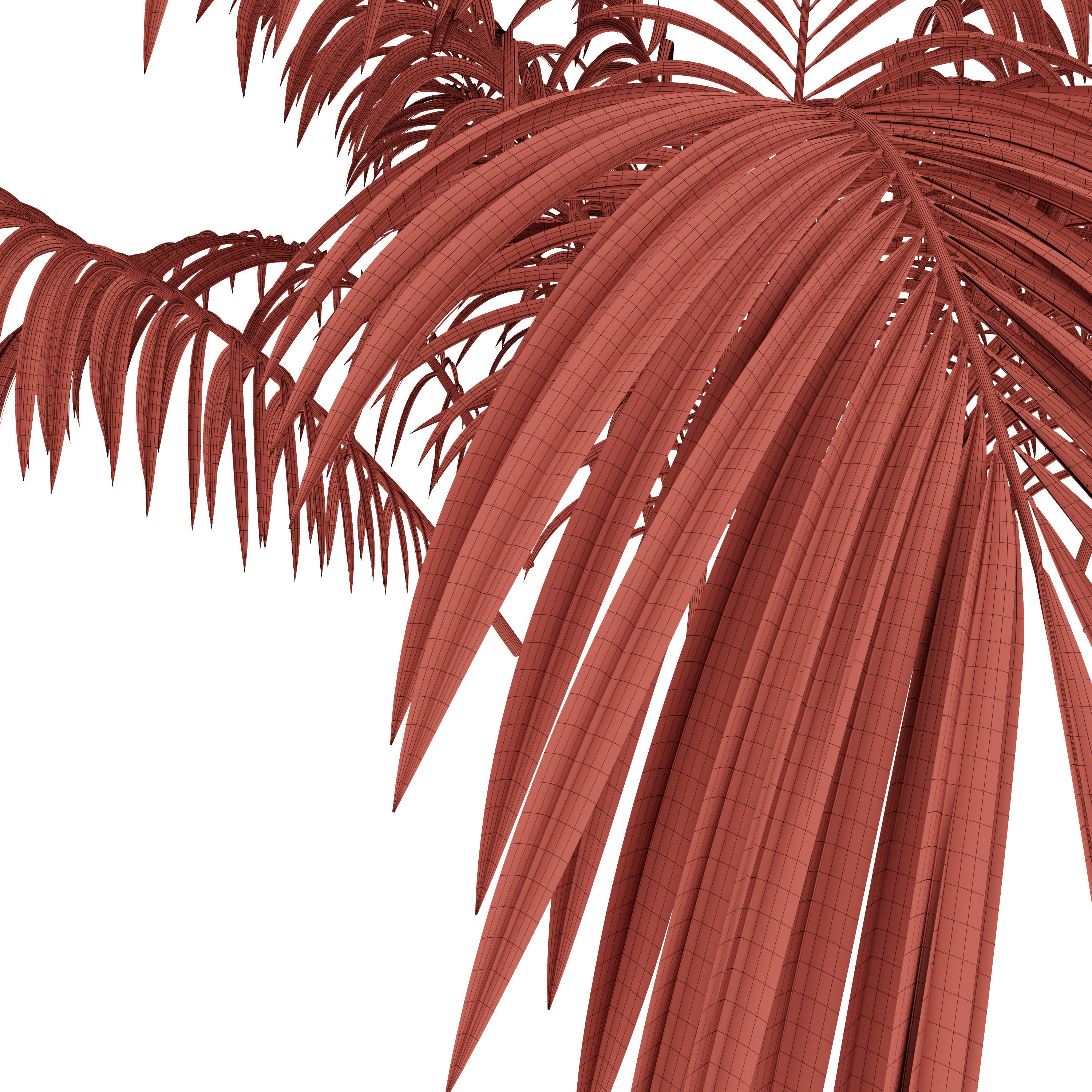 Parlor Palm 3D model_6