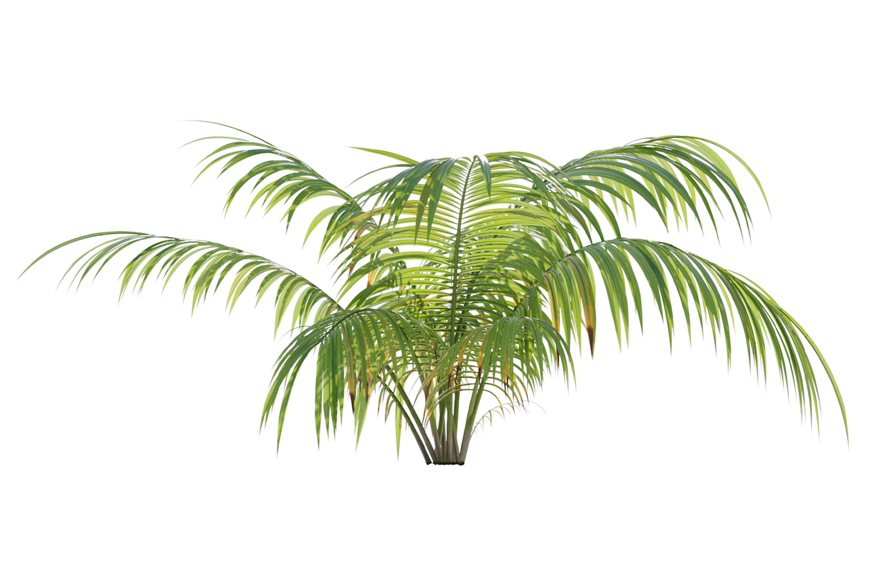 Parlor Palm 3D model_3