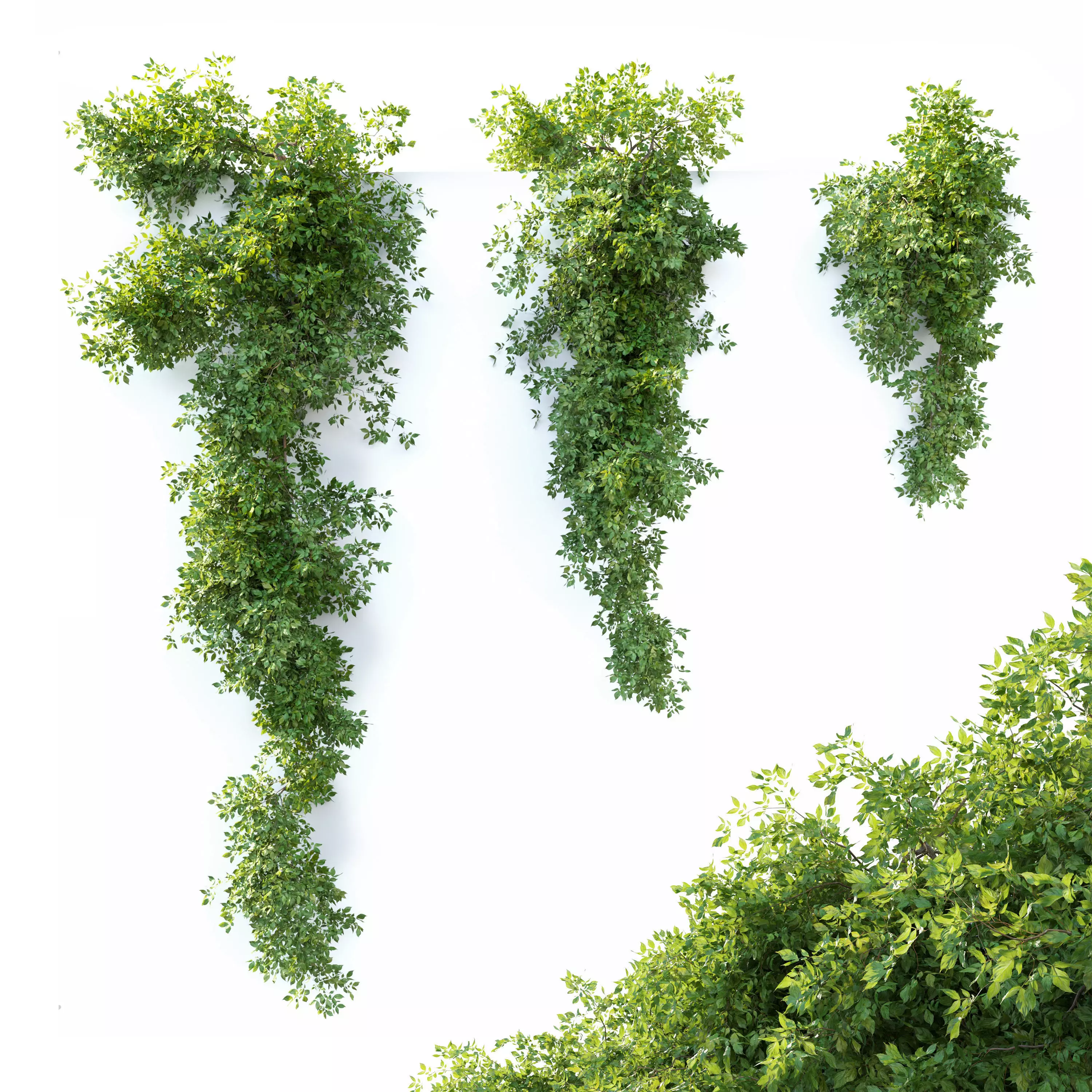 Hanging plant 11 3D model