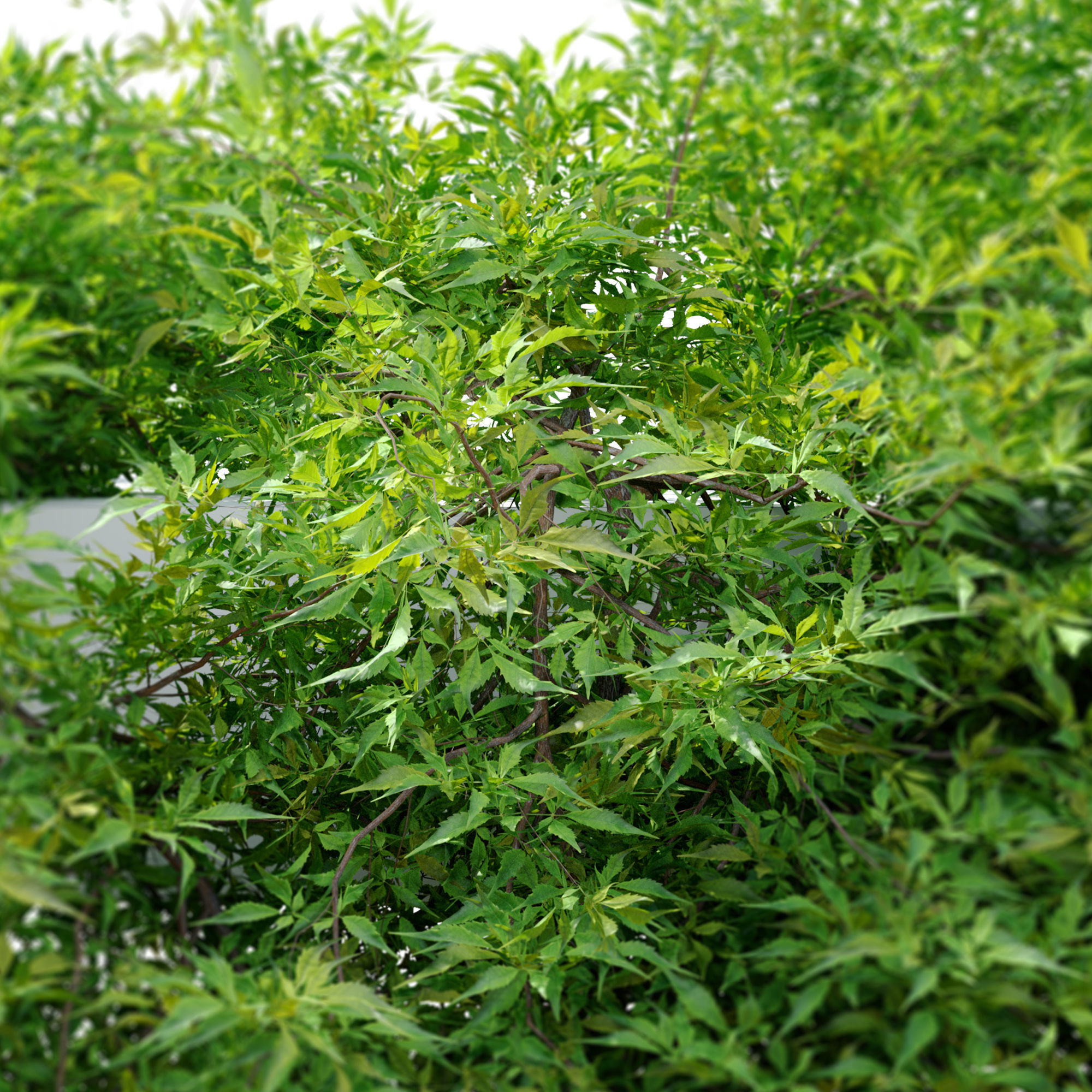 Hanging plant 10 3D model_2