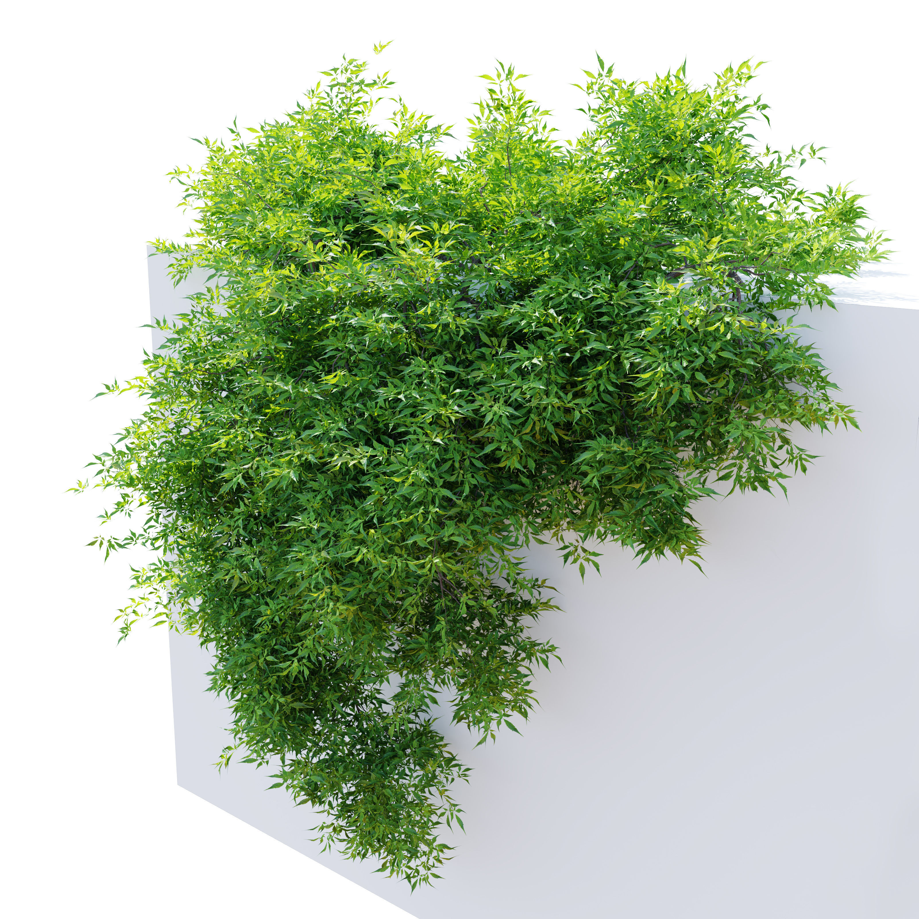 Hanging plant 10 3D model_4