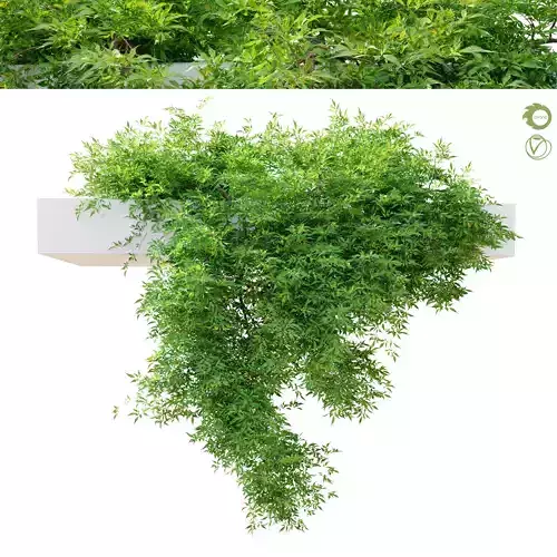 Hanging plant 10 3D model