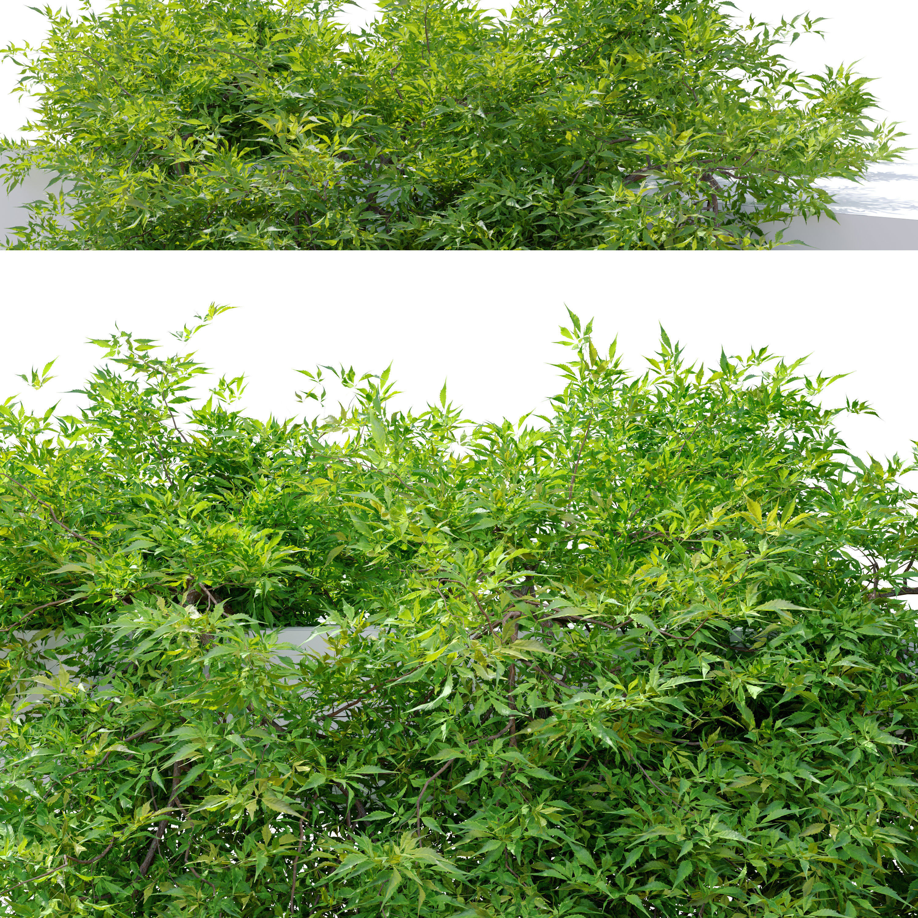 Hanging plant 10 3D model_5