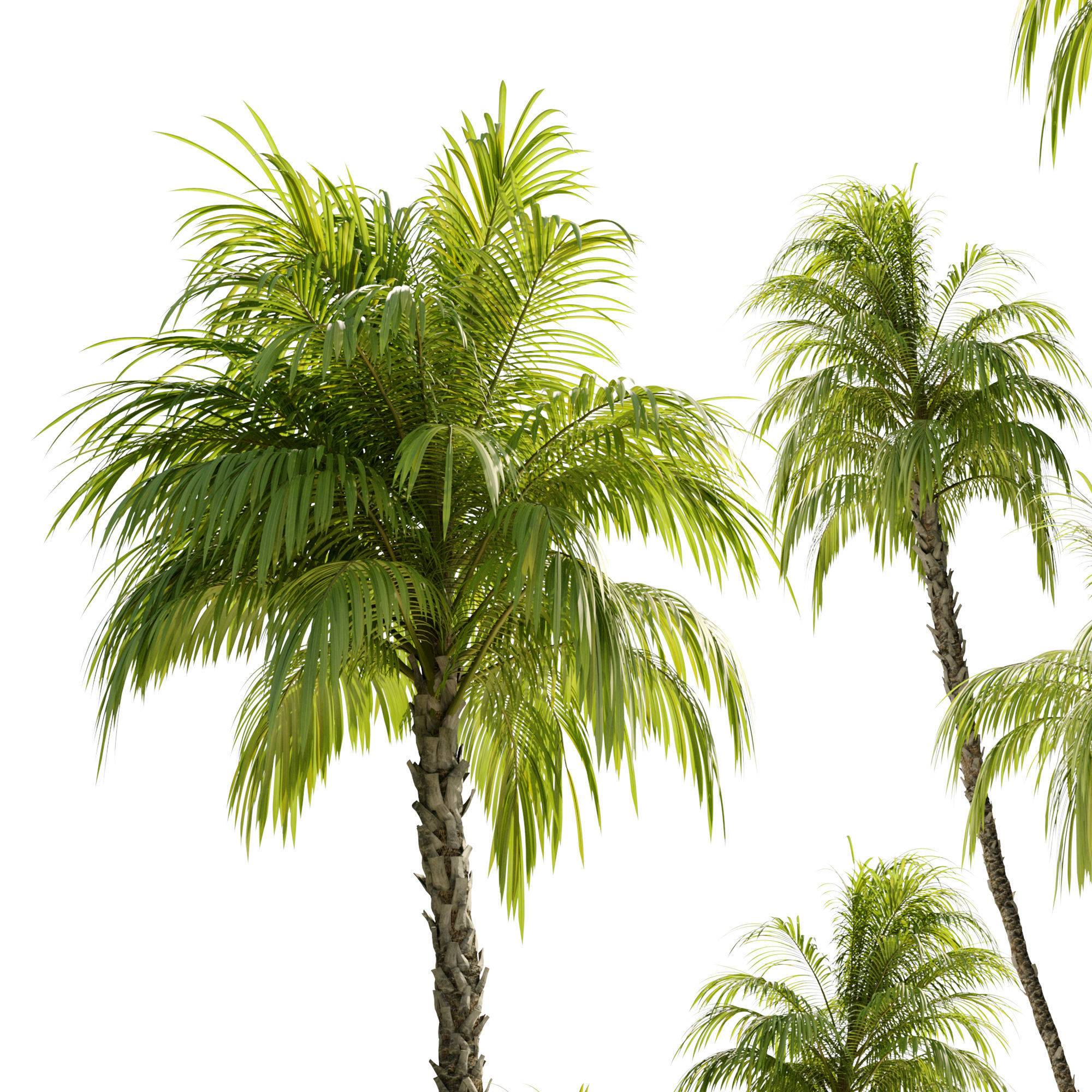 Phoenix reclinata palm 3D model_5