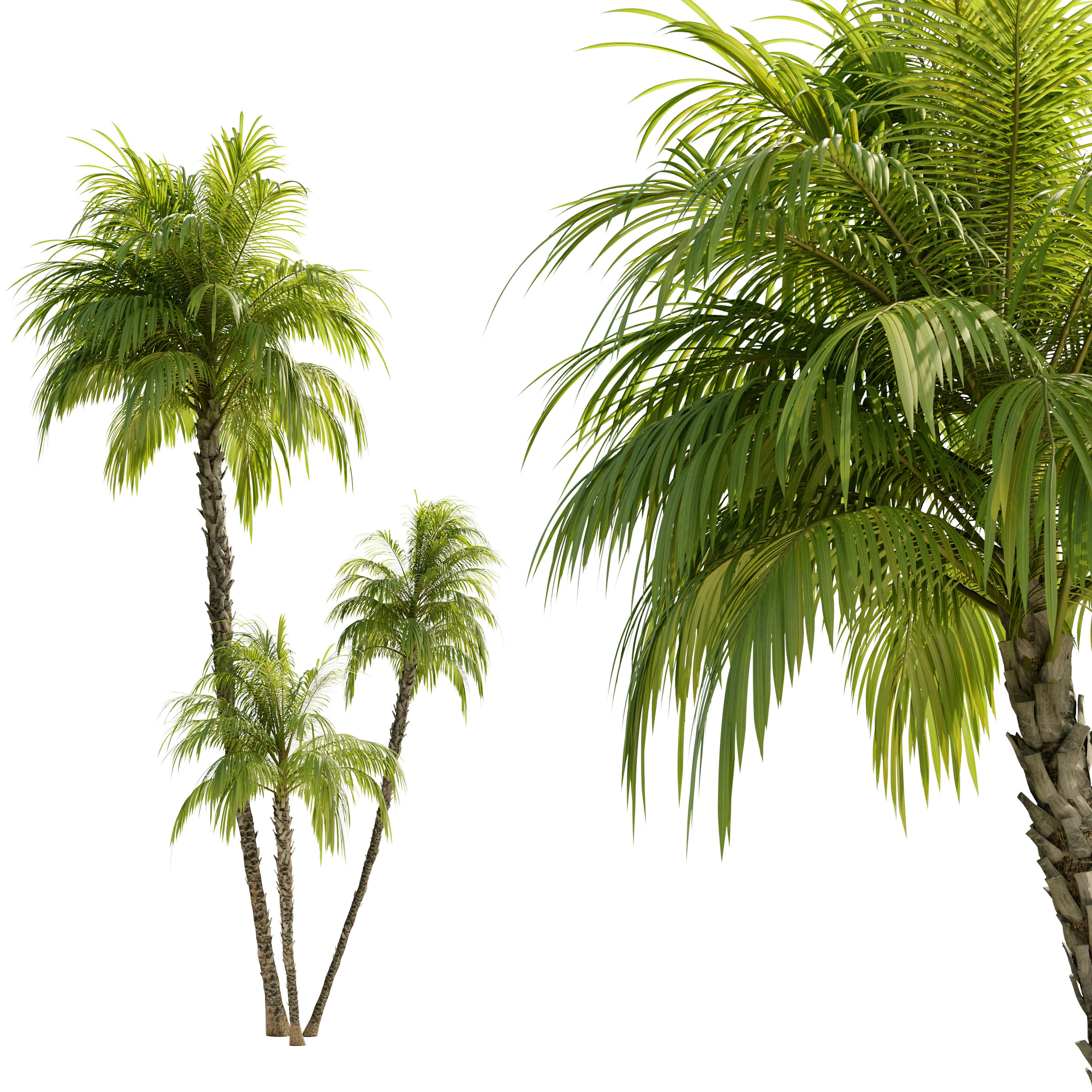 Phoenix reclinata palm 3D model_1