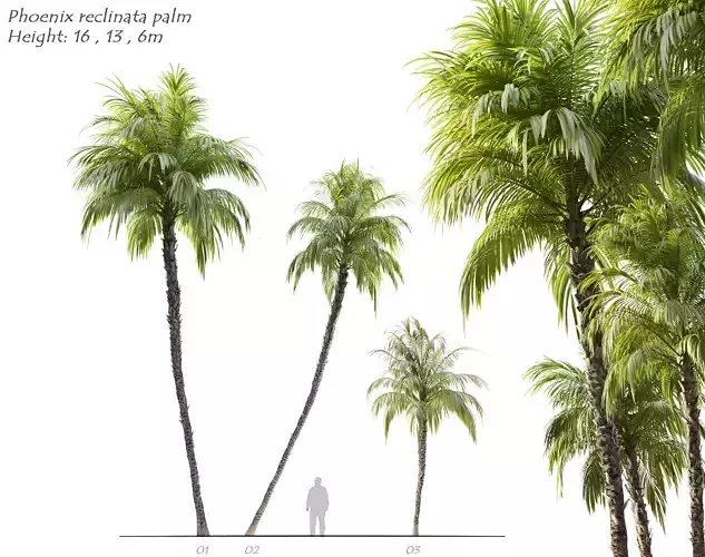 Phoenix reclinata palm