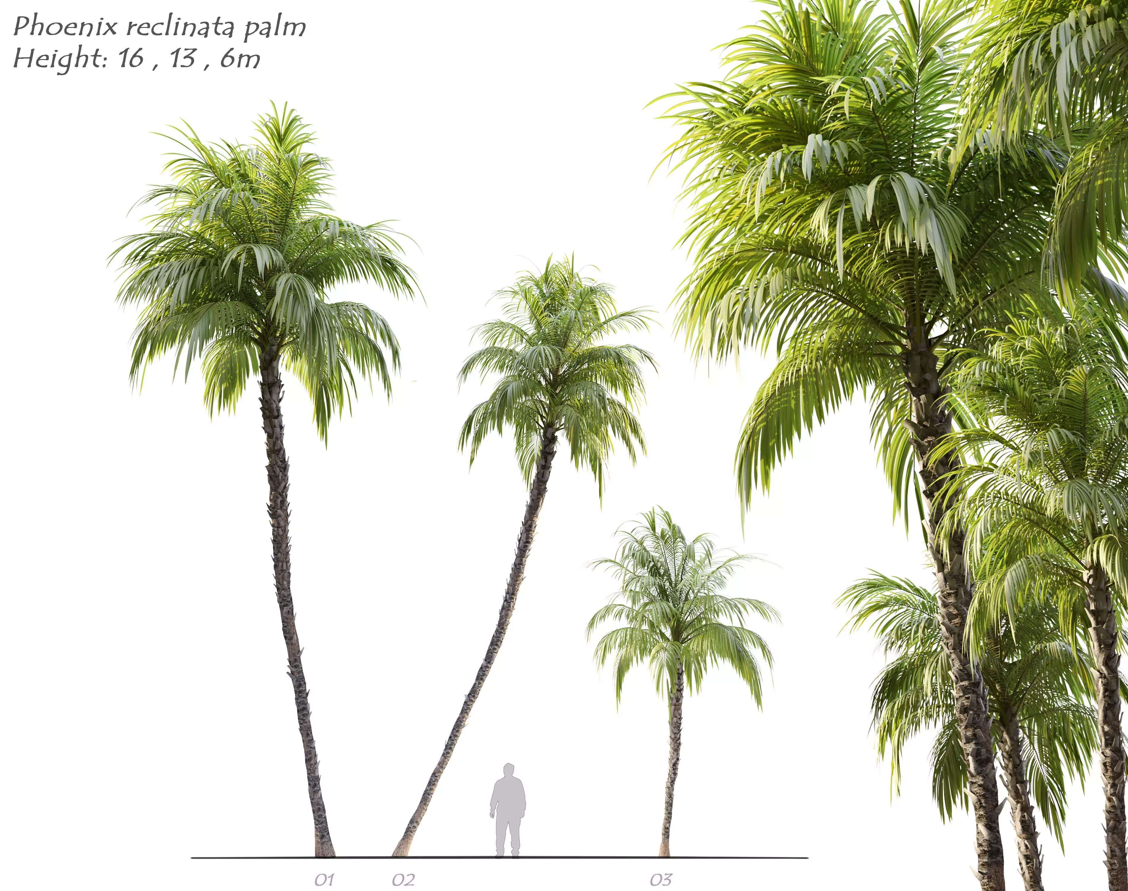 Phoenix reclinata palm 3D model_0