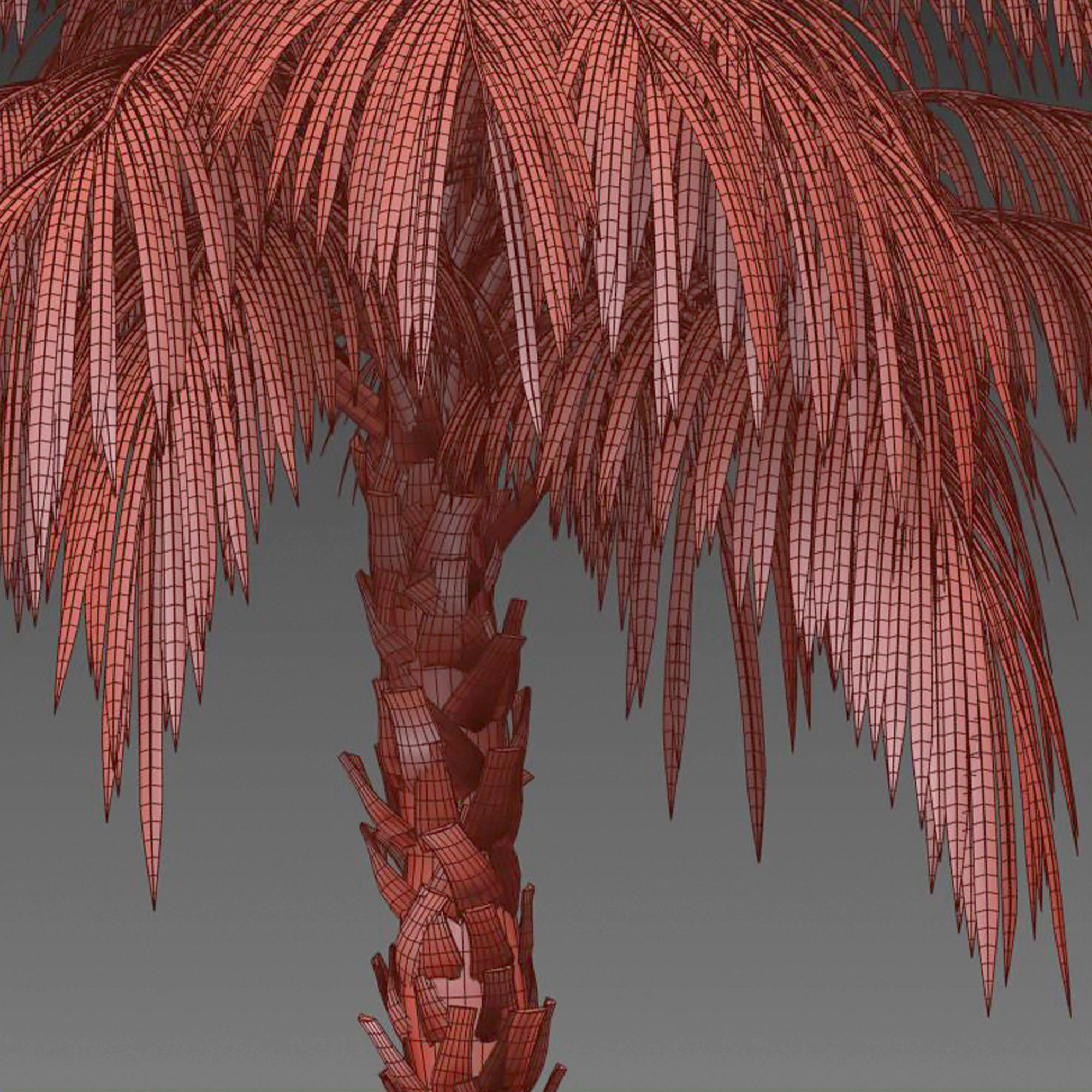 Phoenix reclinata palm 3D model_6