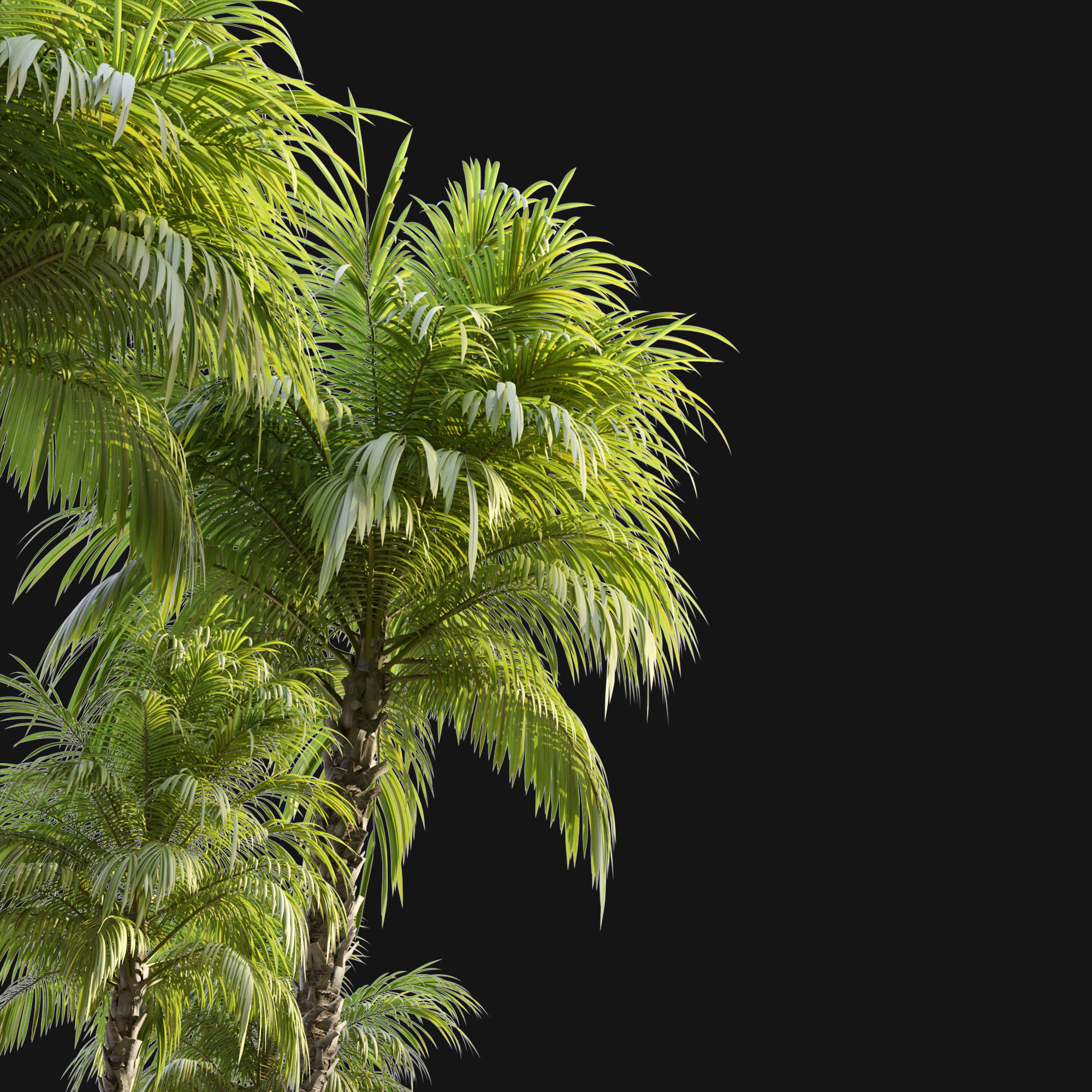 Phoenix reclinata palm 3D model_4