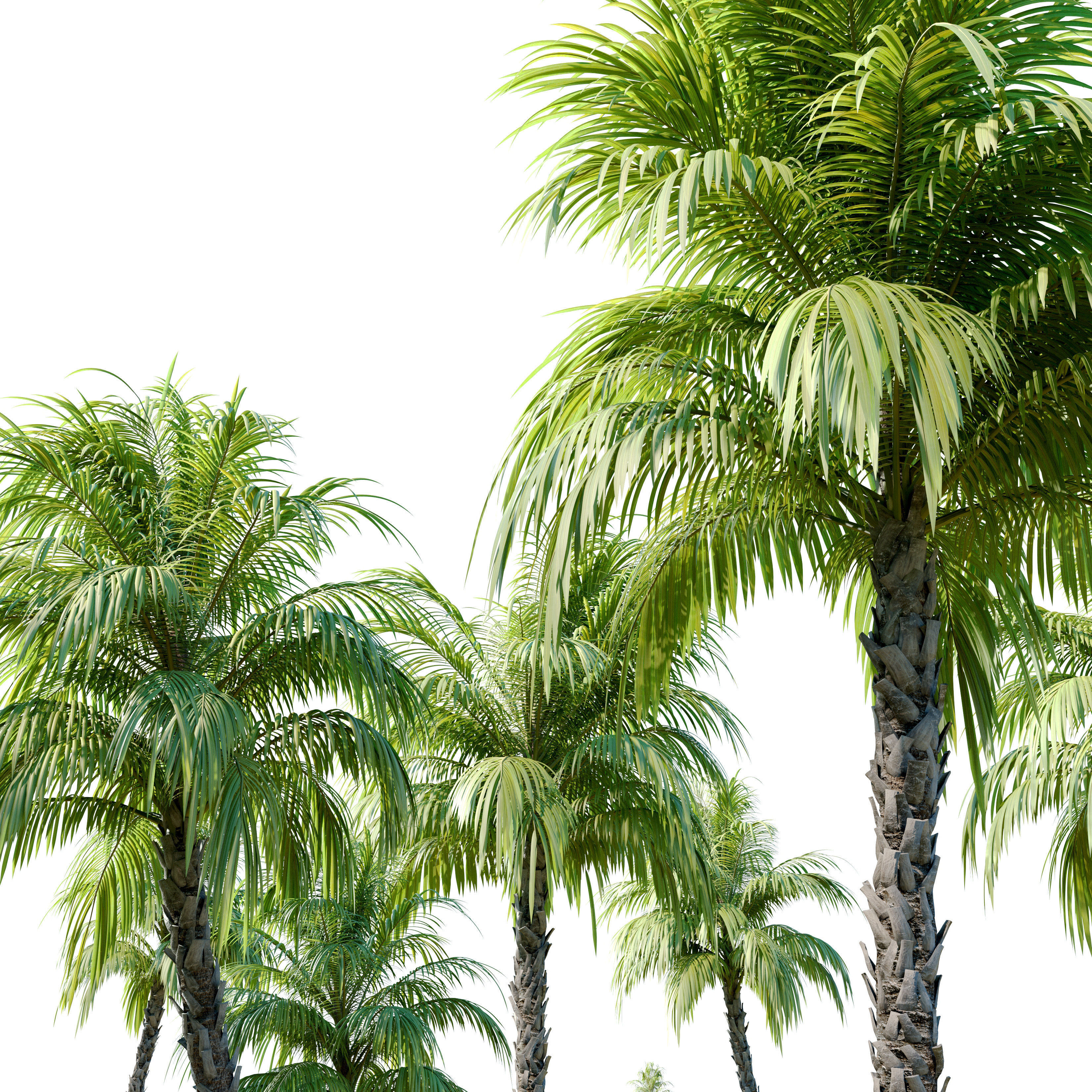 Phoenix reclinata palm 3D model_2