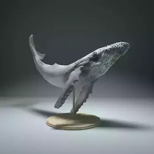 Humpback Whale 3D print model
