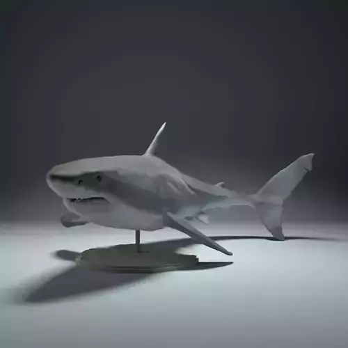 Great White Shark  3D print model