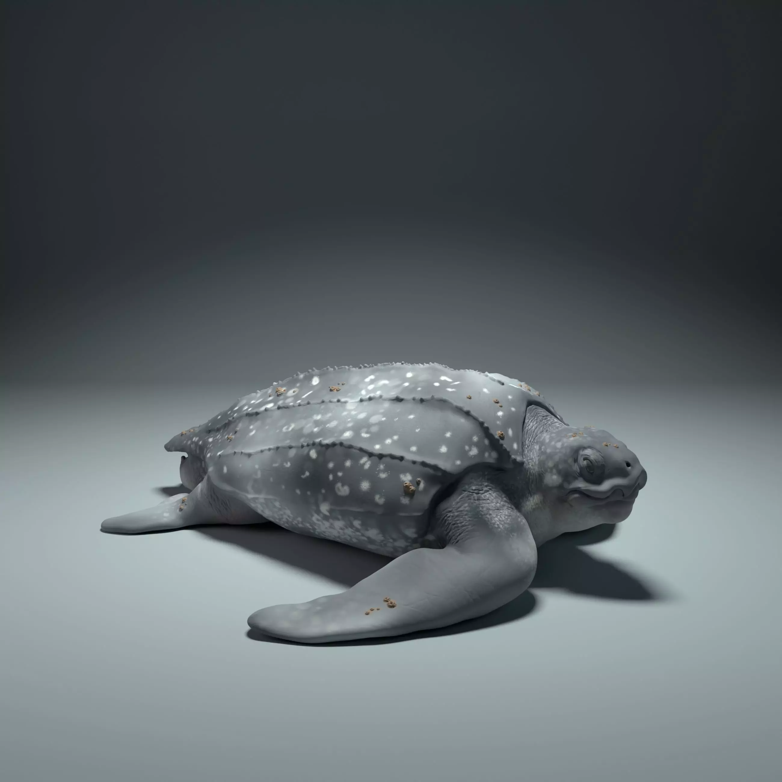 Leatherback Sea Turtle 3D print model