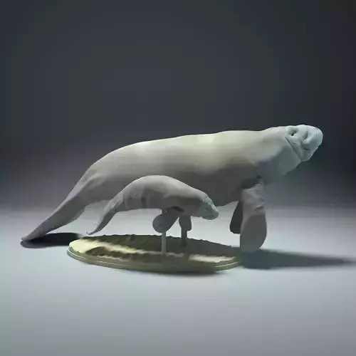 Manatee with Calf 