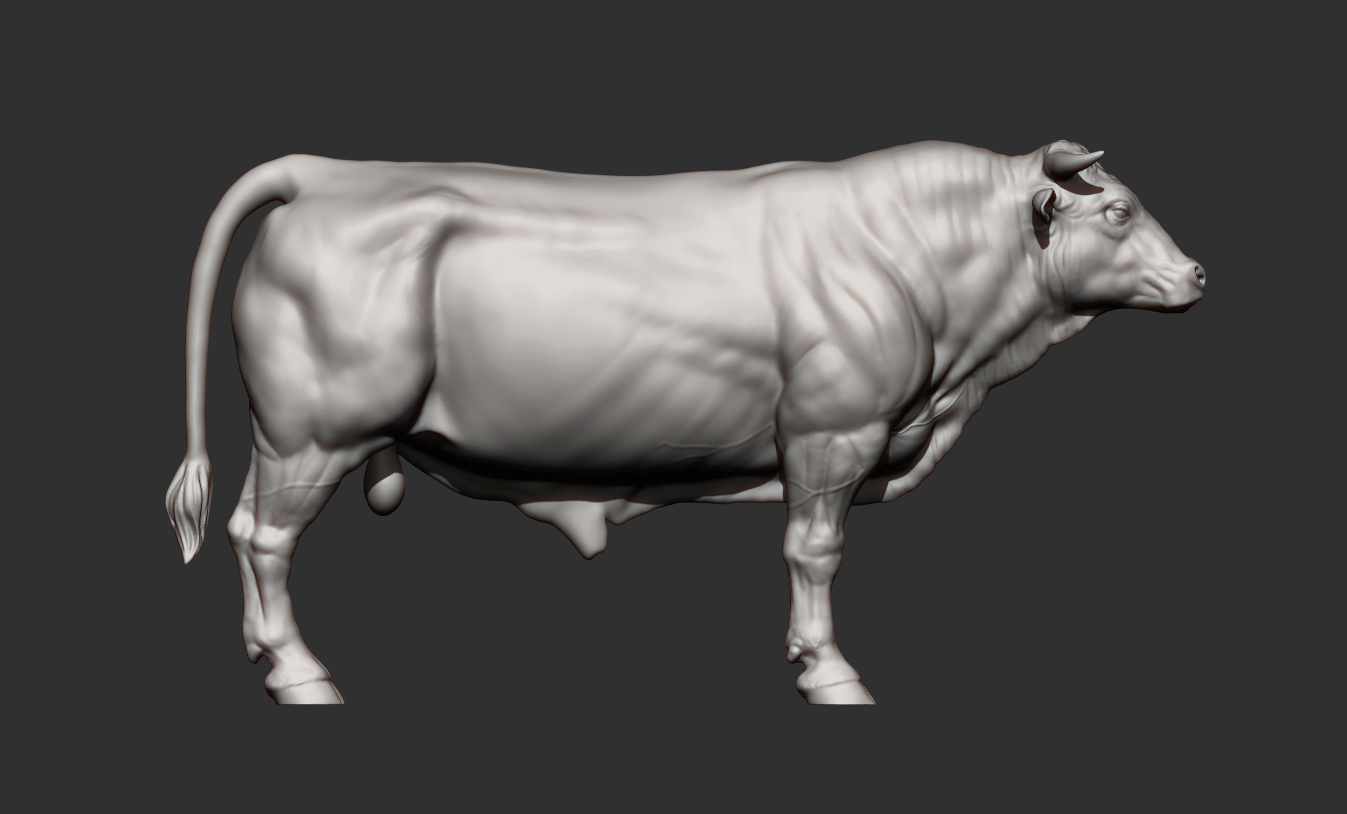 Limousin bull 3D print model_8
