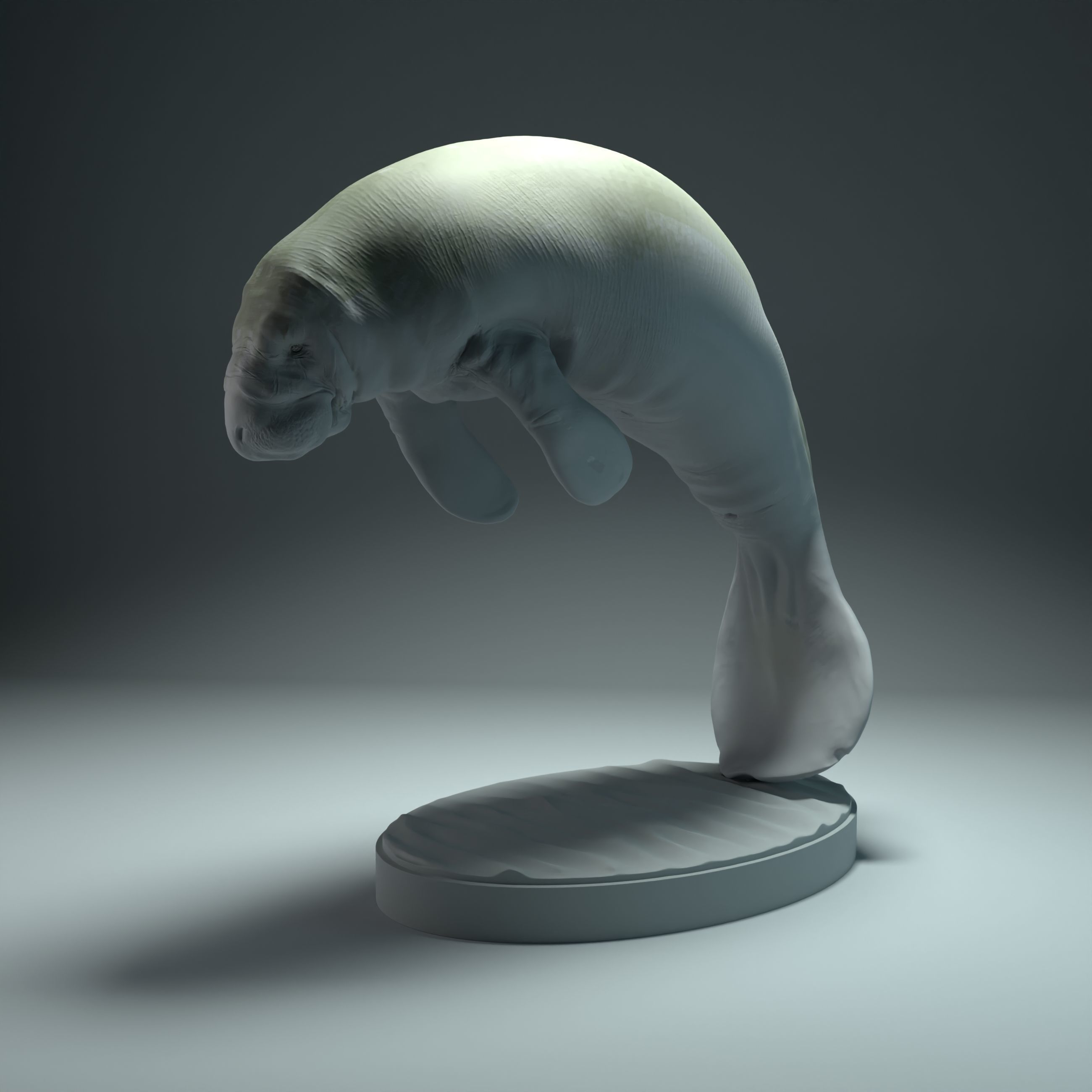 Manatee 3D print model_3