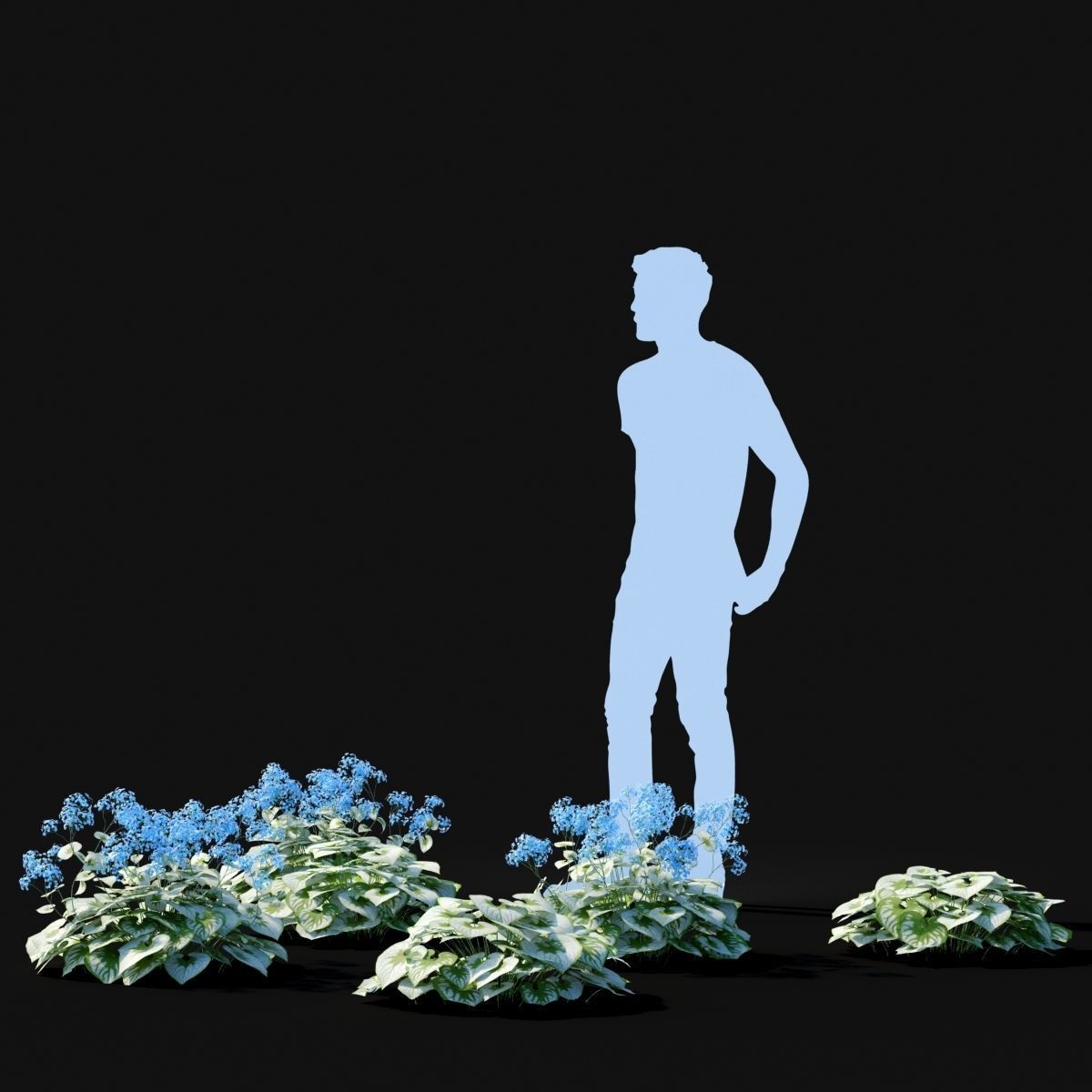 Brunnera macrophylla flower 3D model_3