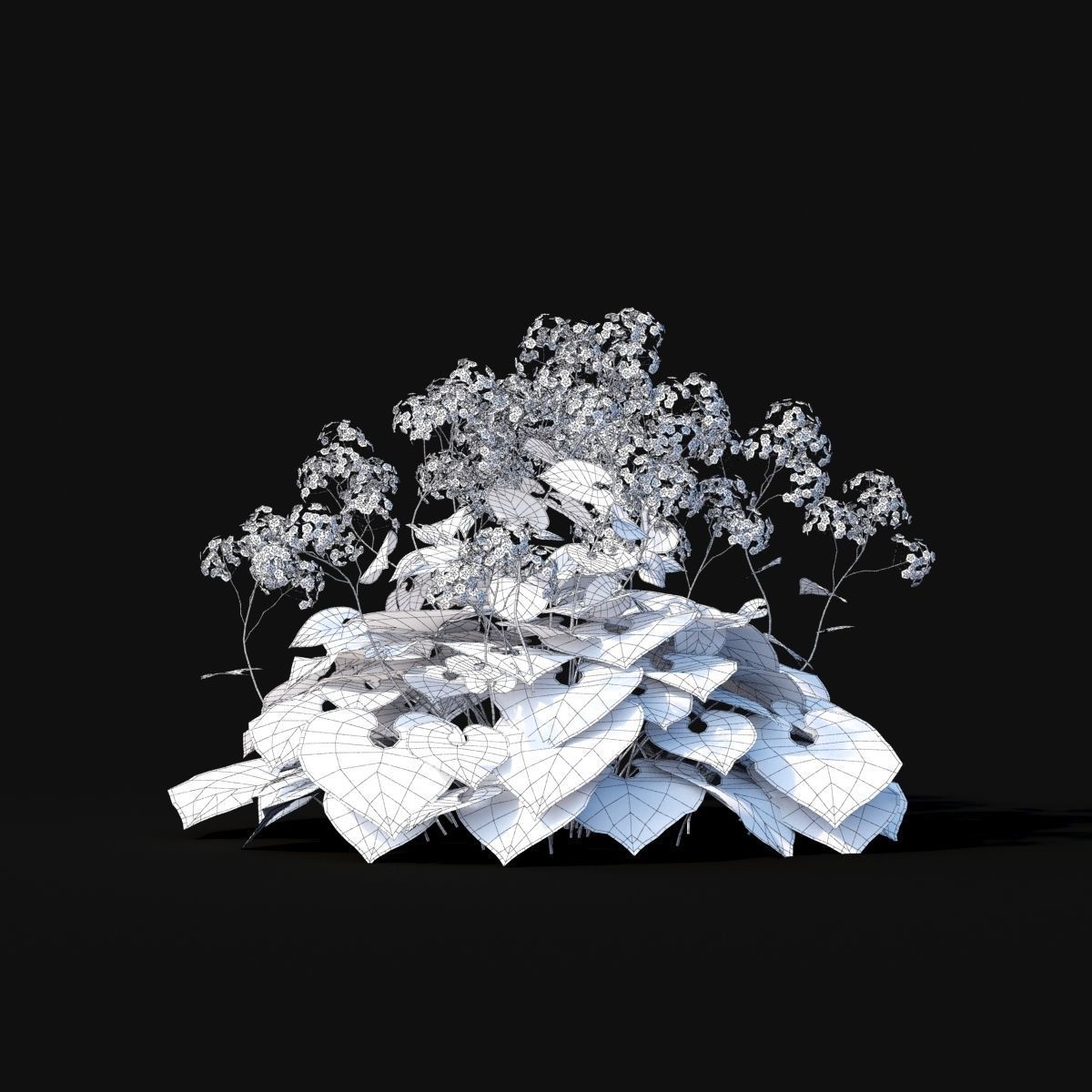 Brunnera macrophylla flower 3D model_2