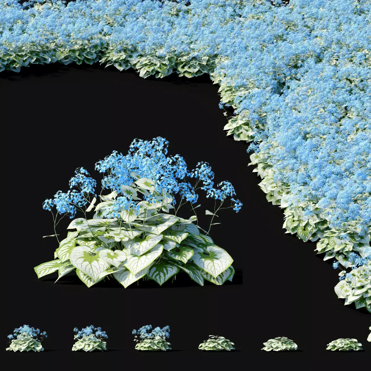 Brunnera macrophylla flower 3D model_0