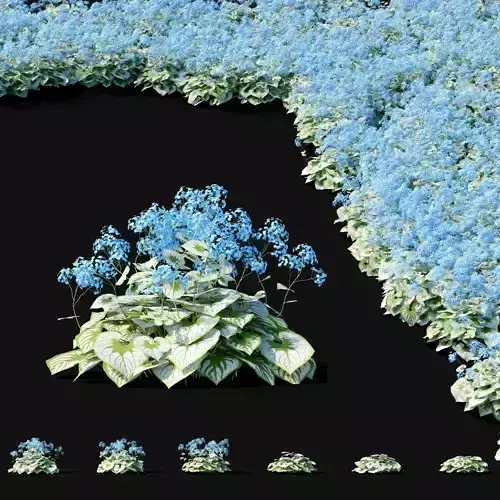 Brunnera macrophylla flower