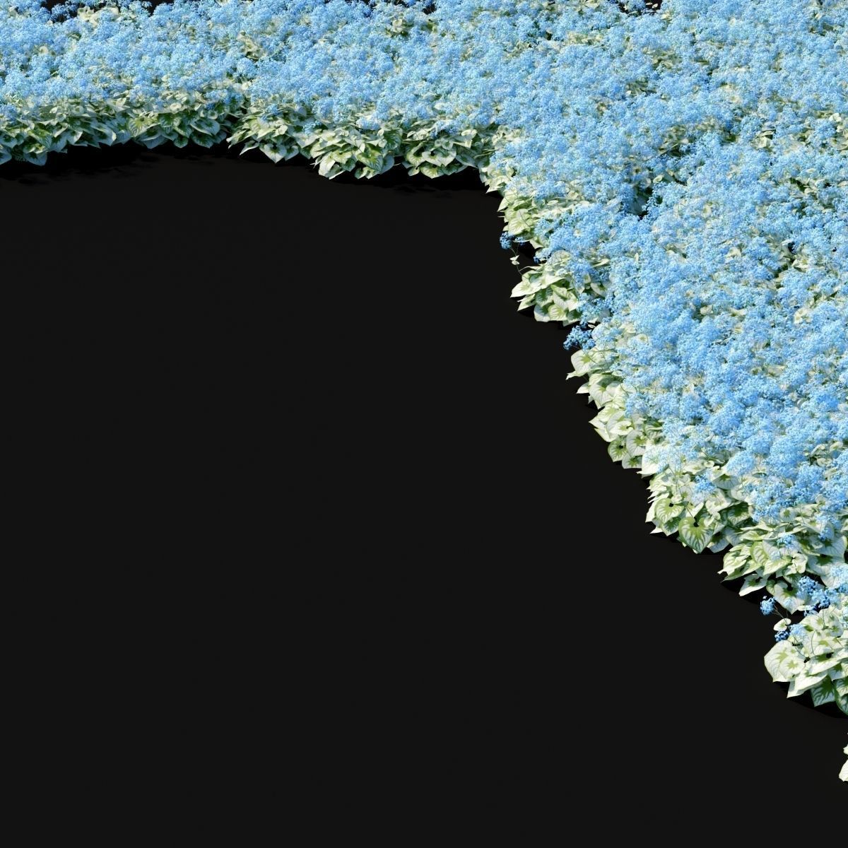 Brunnera macrophylla flower 3D model_5