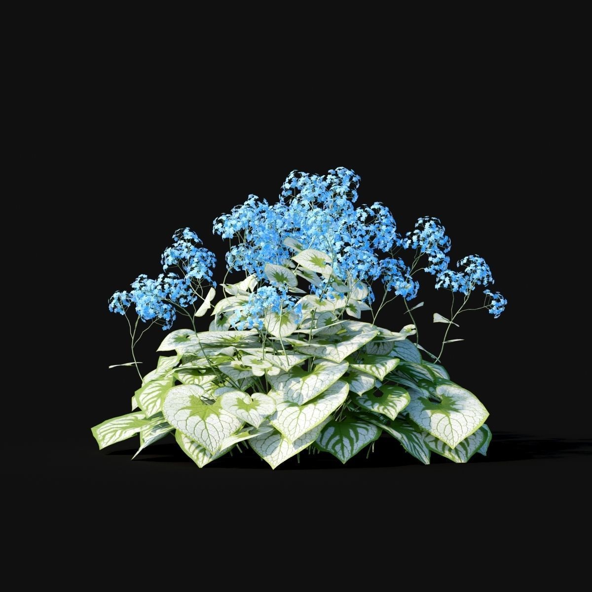 Brunnera macrophylla flower 3D model_1