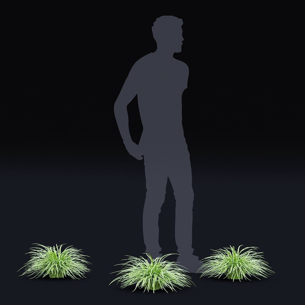 Carex morrowii Ice Dance ornamental grass 3D model_11