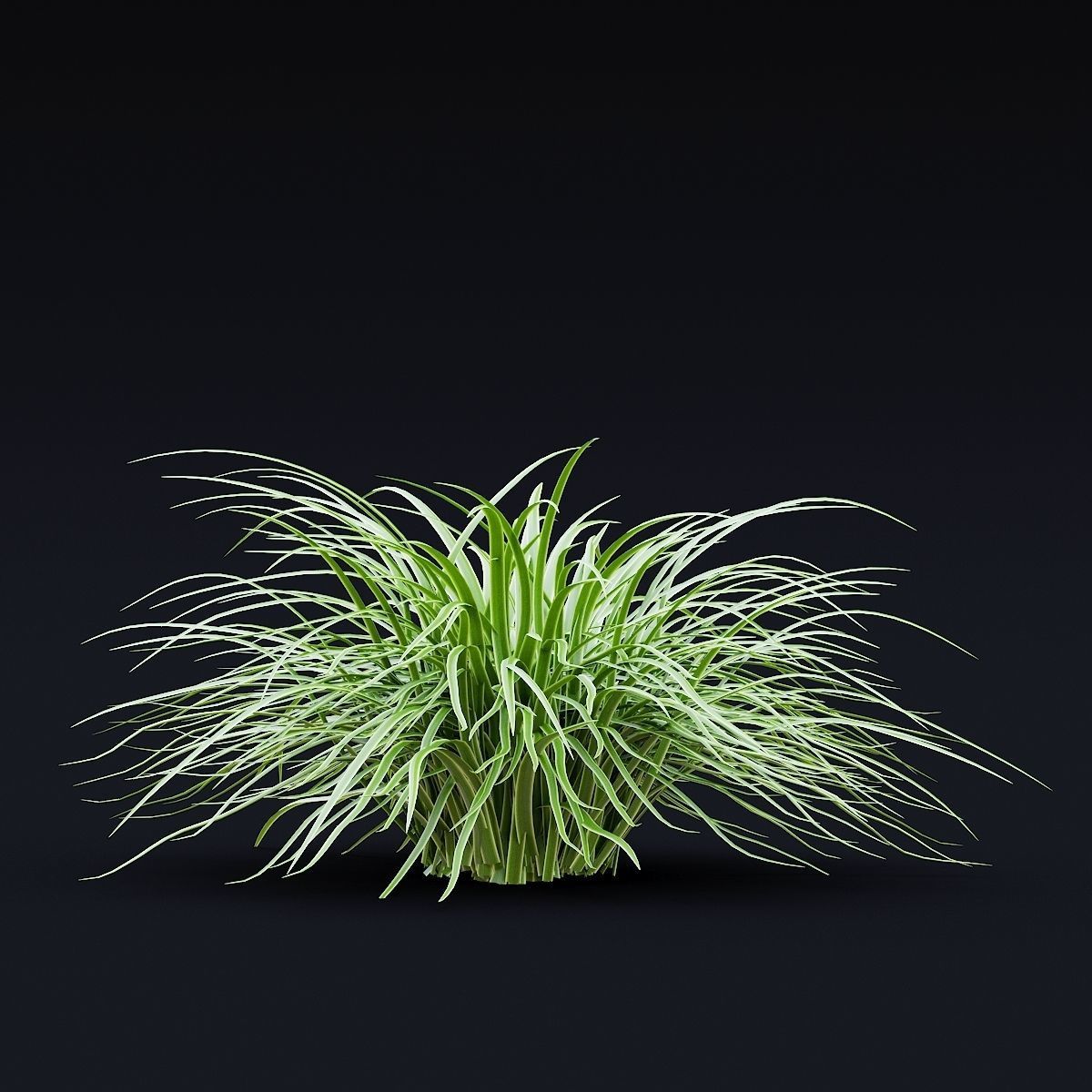 Carex morrowii Ice Dance ornamental grass 3D model_6