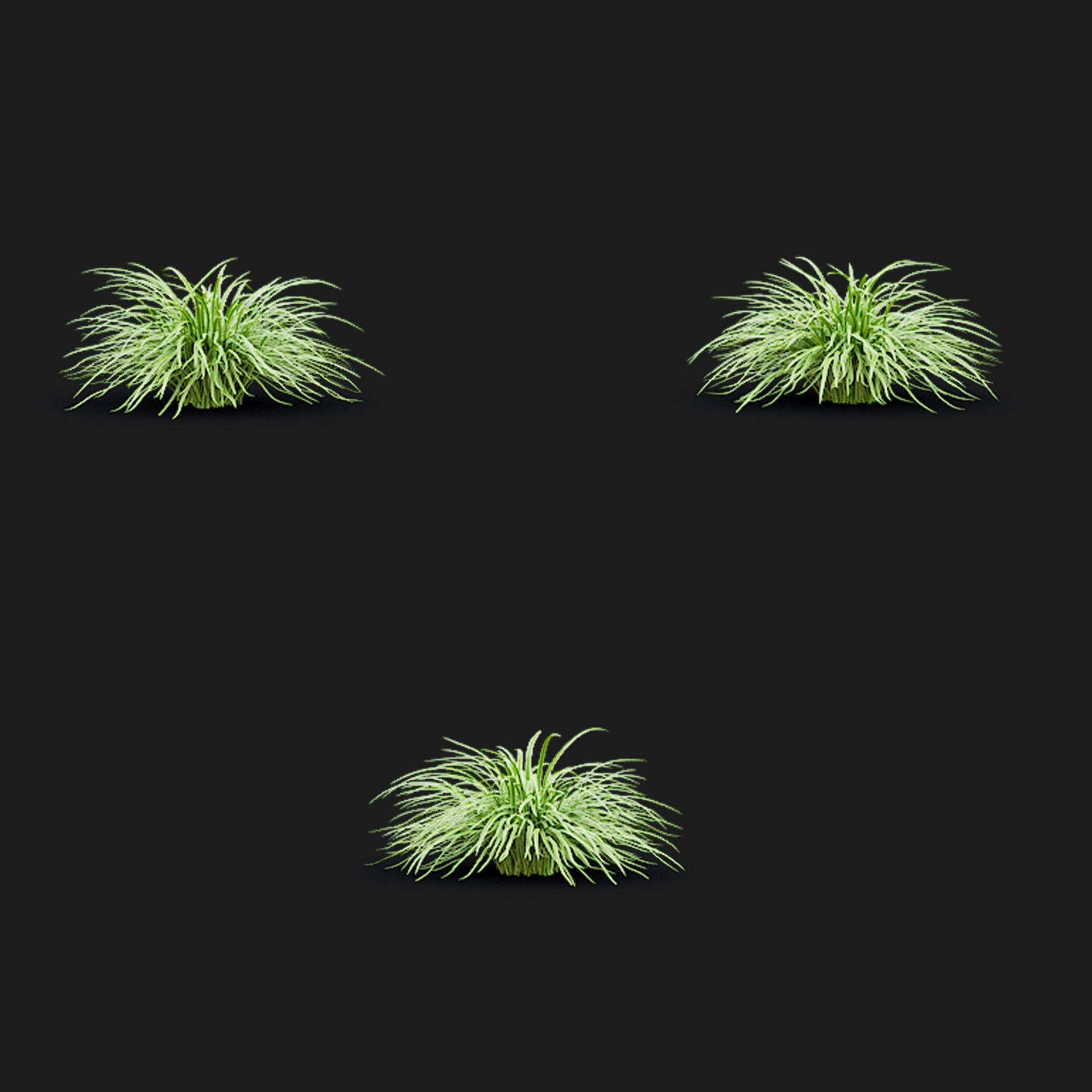 Carex morrowii Ice Dance ornamental grass 3D model_9