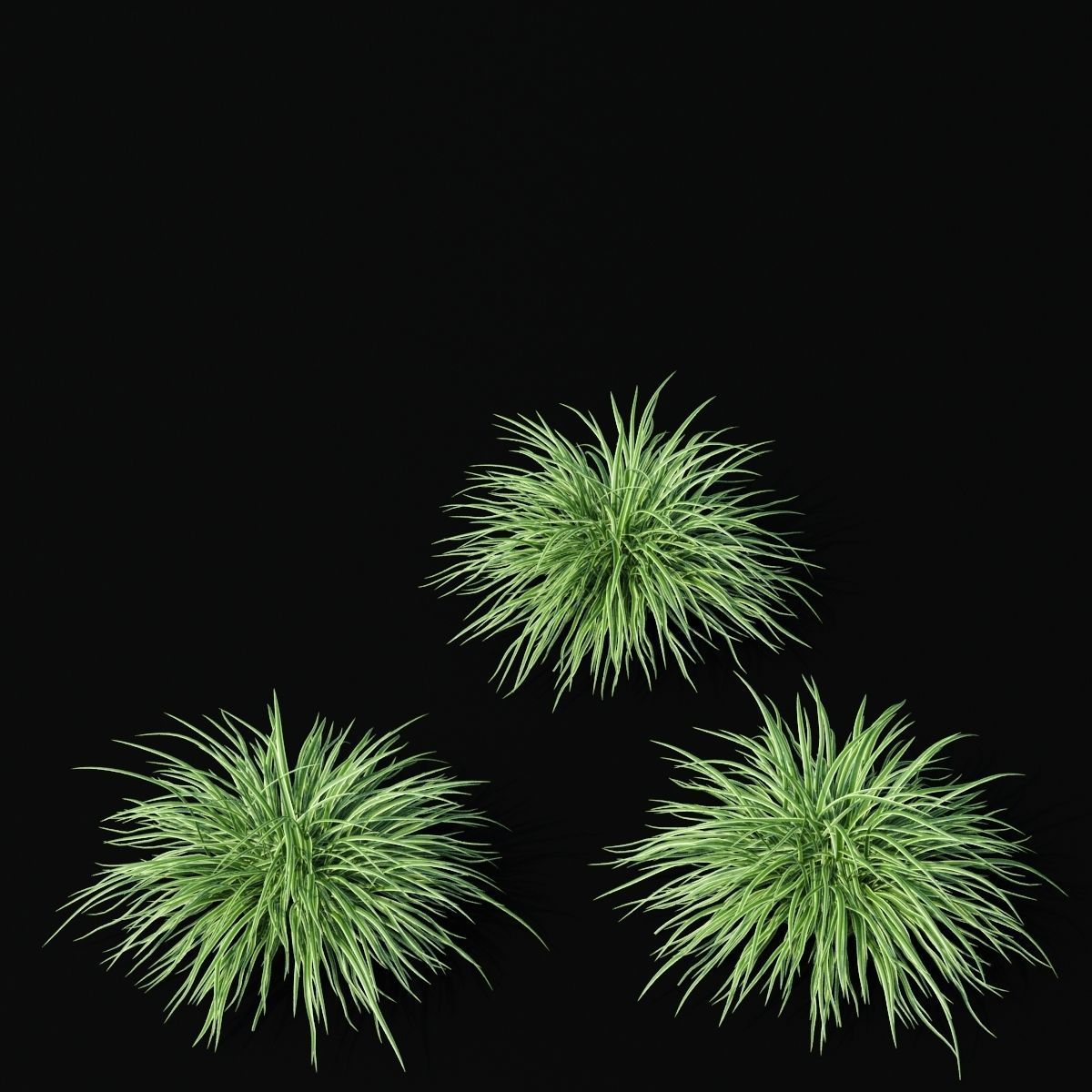 Carex morrowii Ice Dance ornamental grass 3D model_3