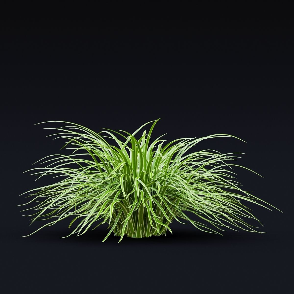 Carex morrowii Ice Dance ornamental grass 3D model_8