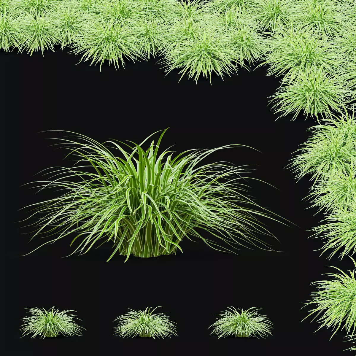 Carex morrowii Ice Dance ornamental grass 3D model_0