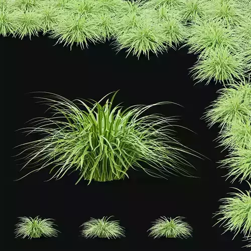 Carex morrowii Ice Dance ornamental grass 3D model