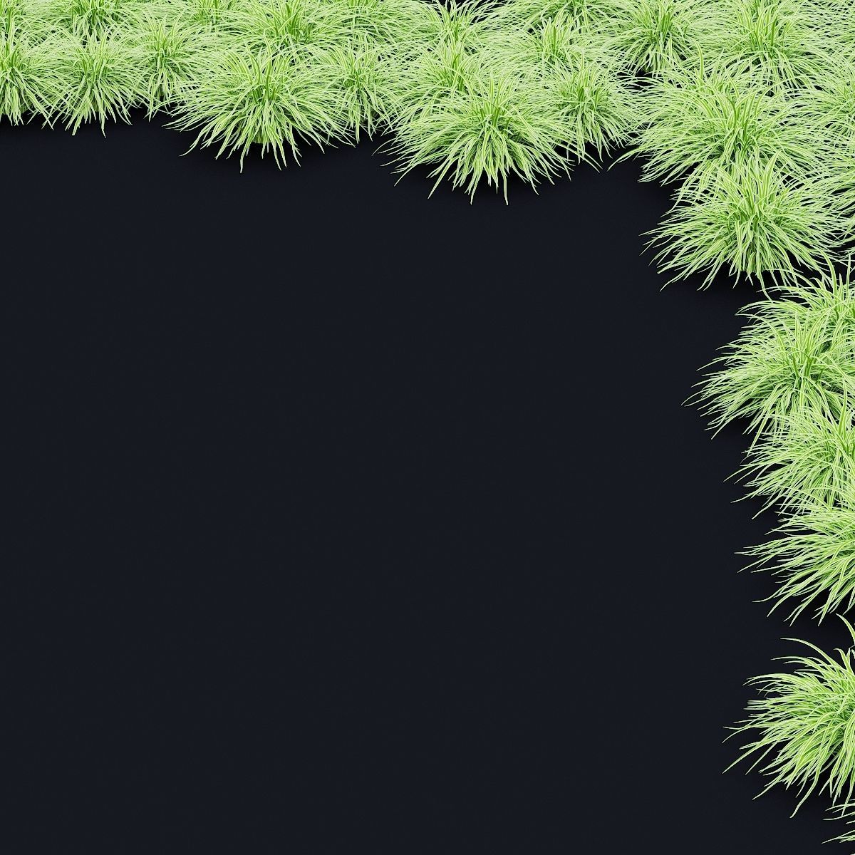 Carex morrowii Ice Dance ornamental grass 3D model_7