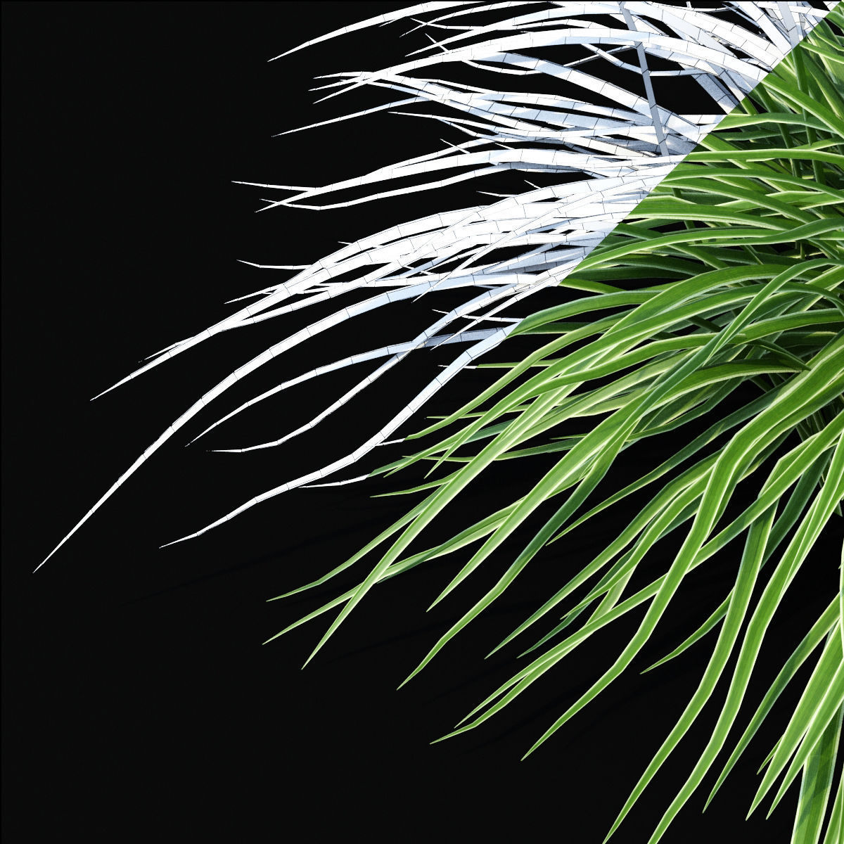 Carex morrowii Ice Dance ornamental grass 3D model_2