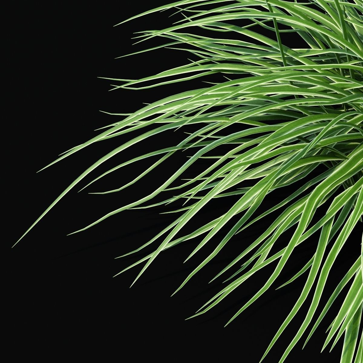 Carex morrowii Ice Dance ornamental grass 3D model_4