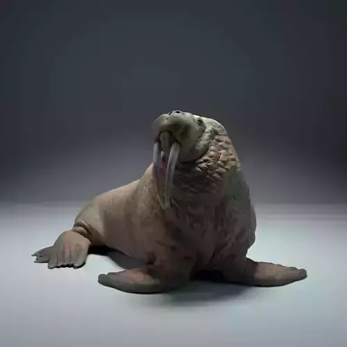 Walrus