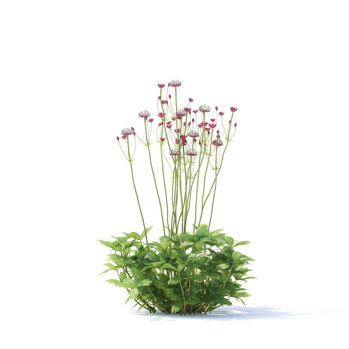 Astrantia major ruby cloud 3D model_8