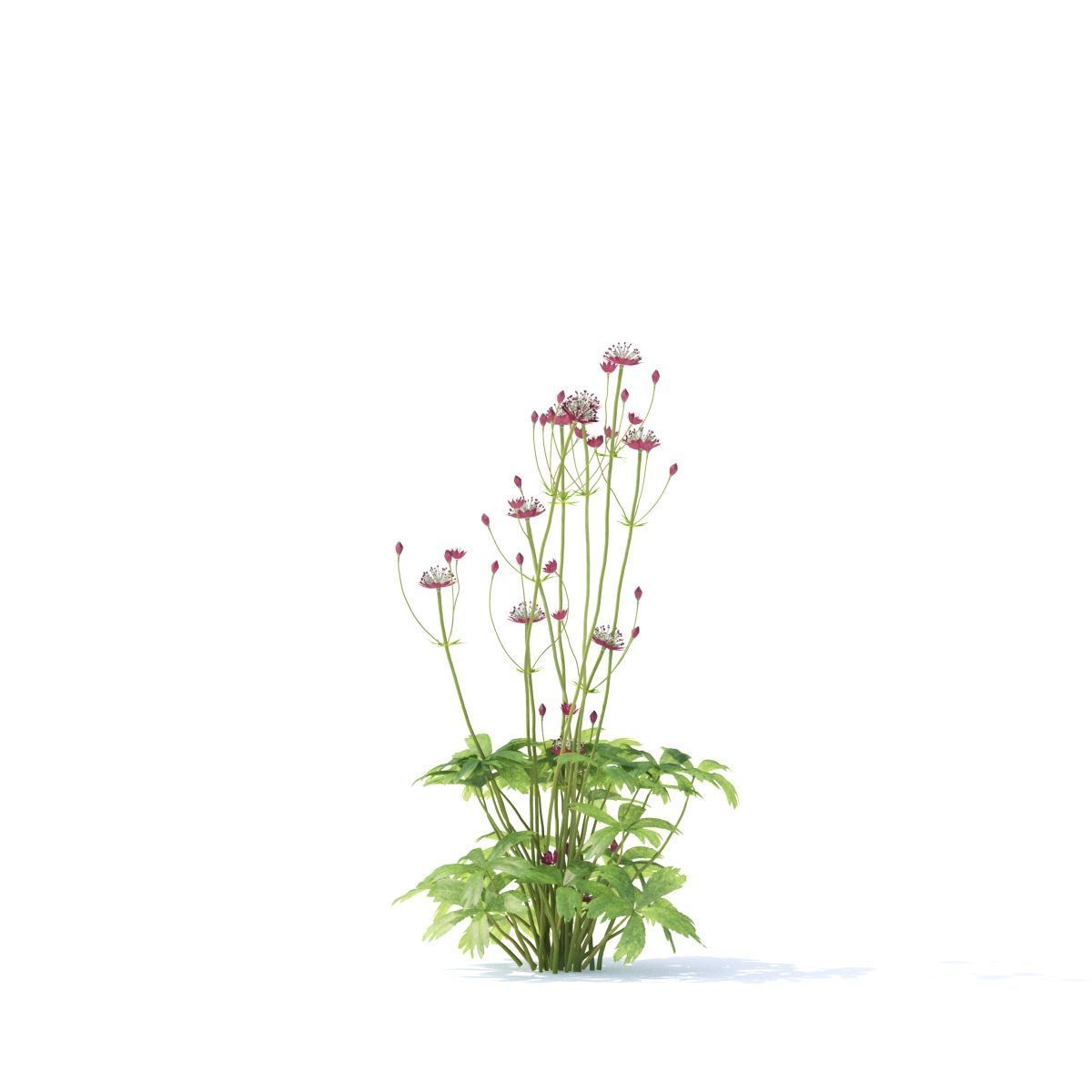 Astrantia major ruby cloud 3D model_6