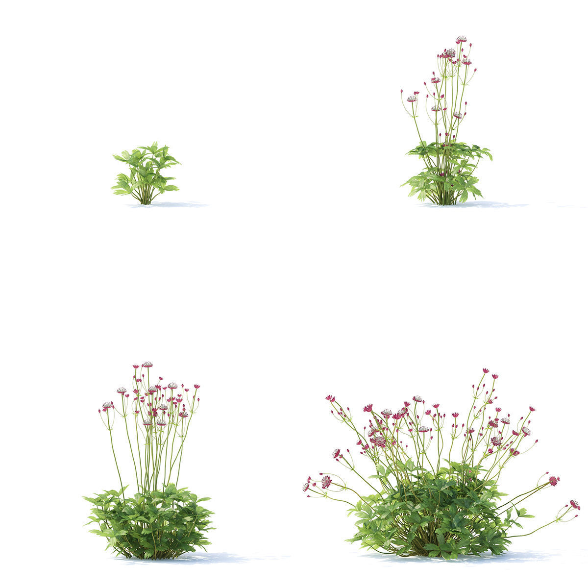 Astrantia major ruby cloud 3D model_2