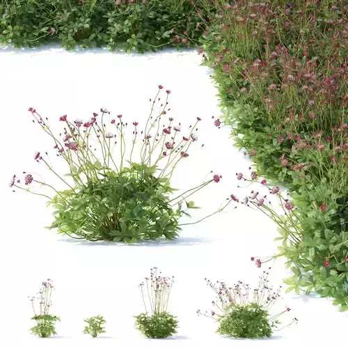 Astrantia major ruby cloud 3D model