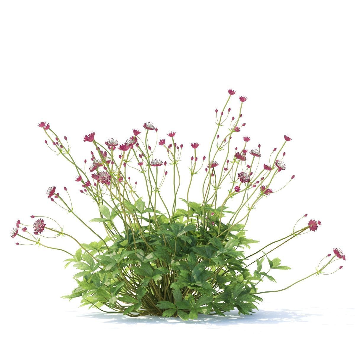 Astrantia major ruby cloud 3D model_4