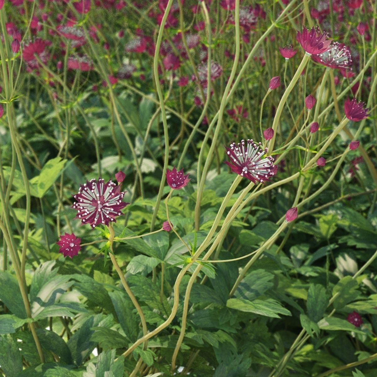 Astrantia major ruby cloud 3D model_3