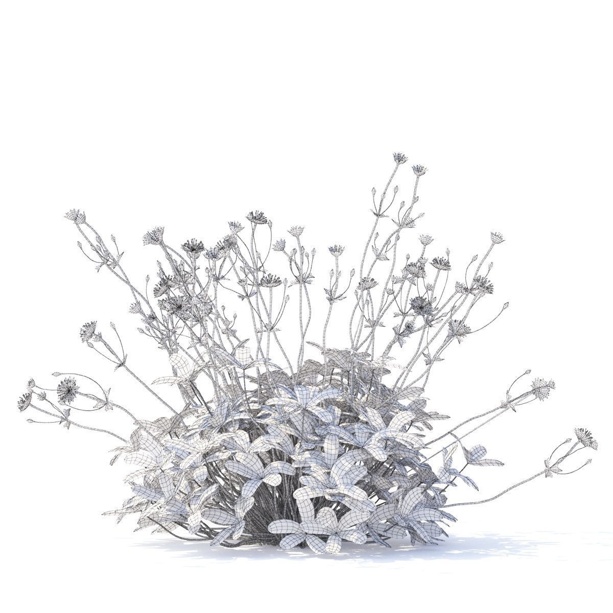 Astrantia major ruby cloud 3D model_5