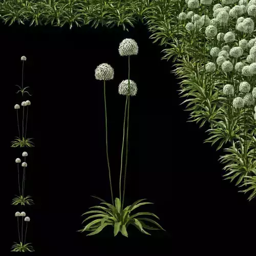 Allium Mont Blanc flower