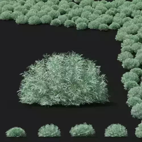  Artemisia schmidtiana 3D model