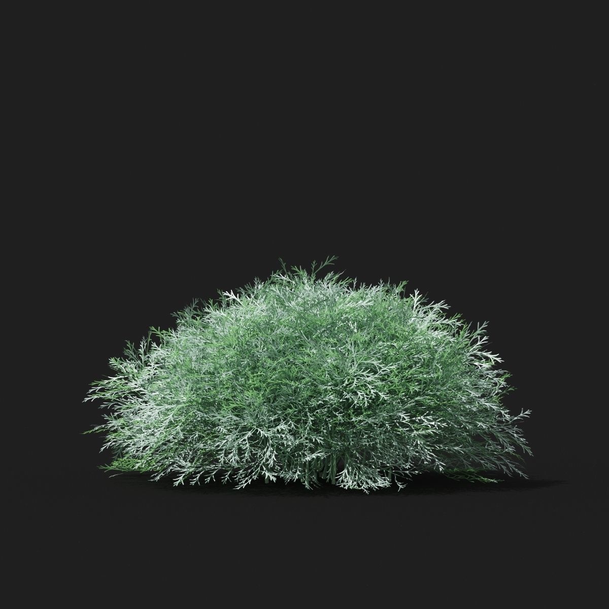  Artemisia schmidtiana 3D model_7