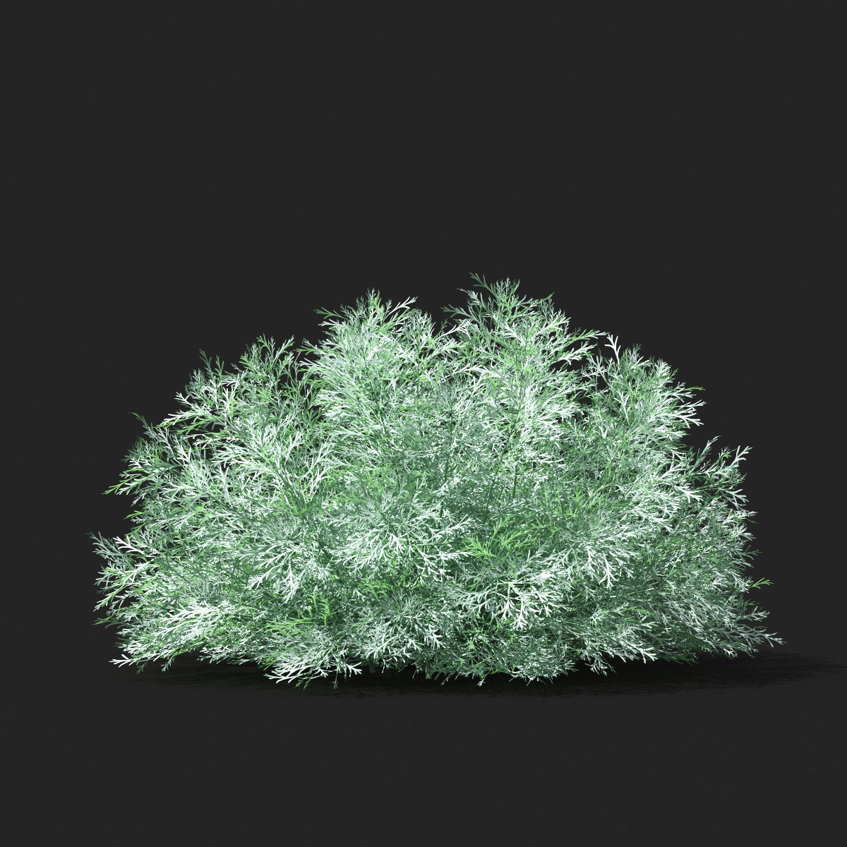  Artemisia schmidtiana 3D model_2