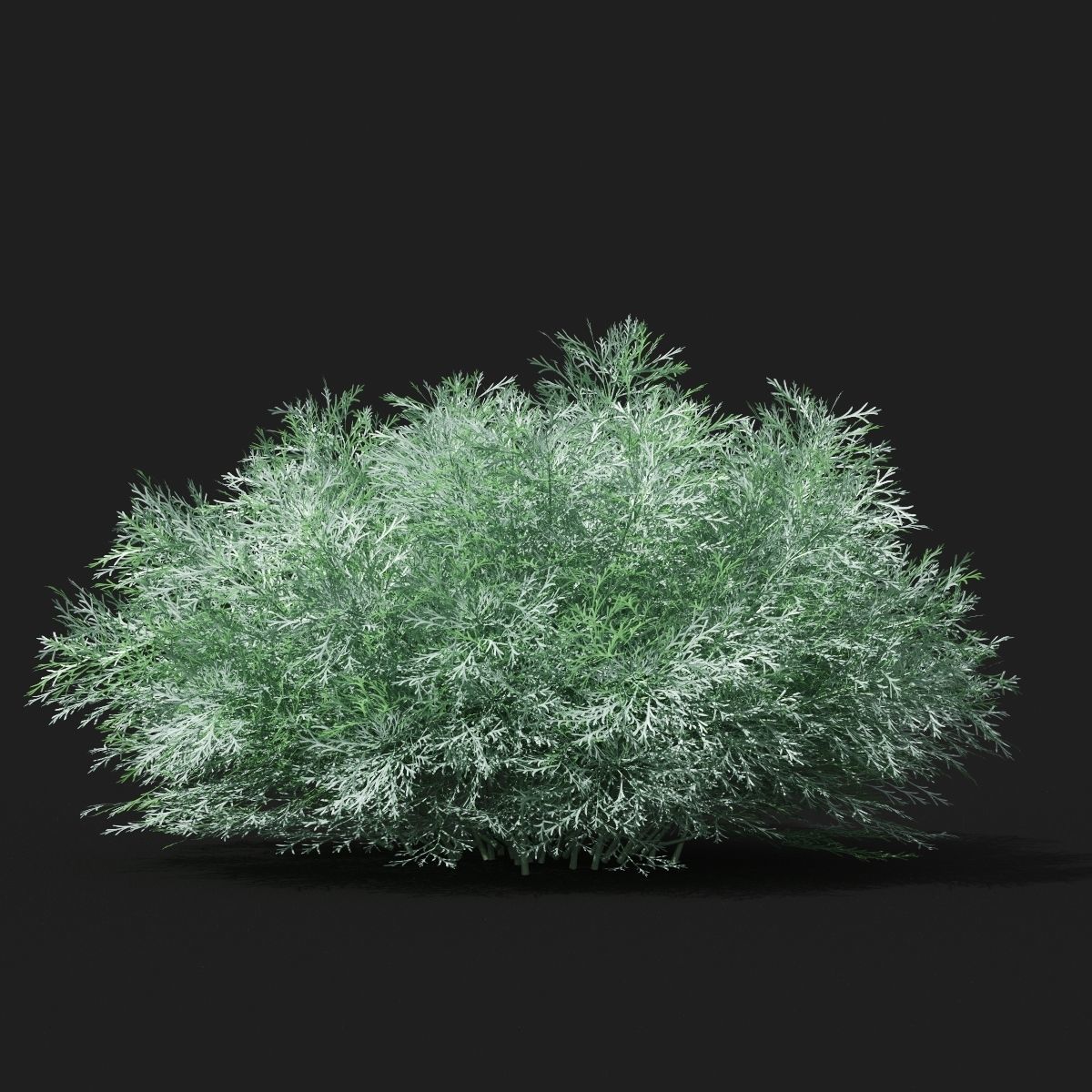  Artemisia schmidtiana 3D model_5