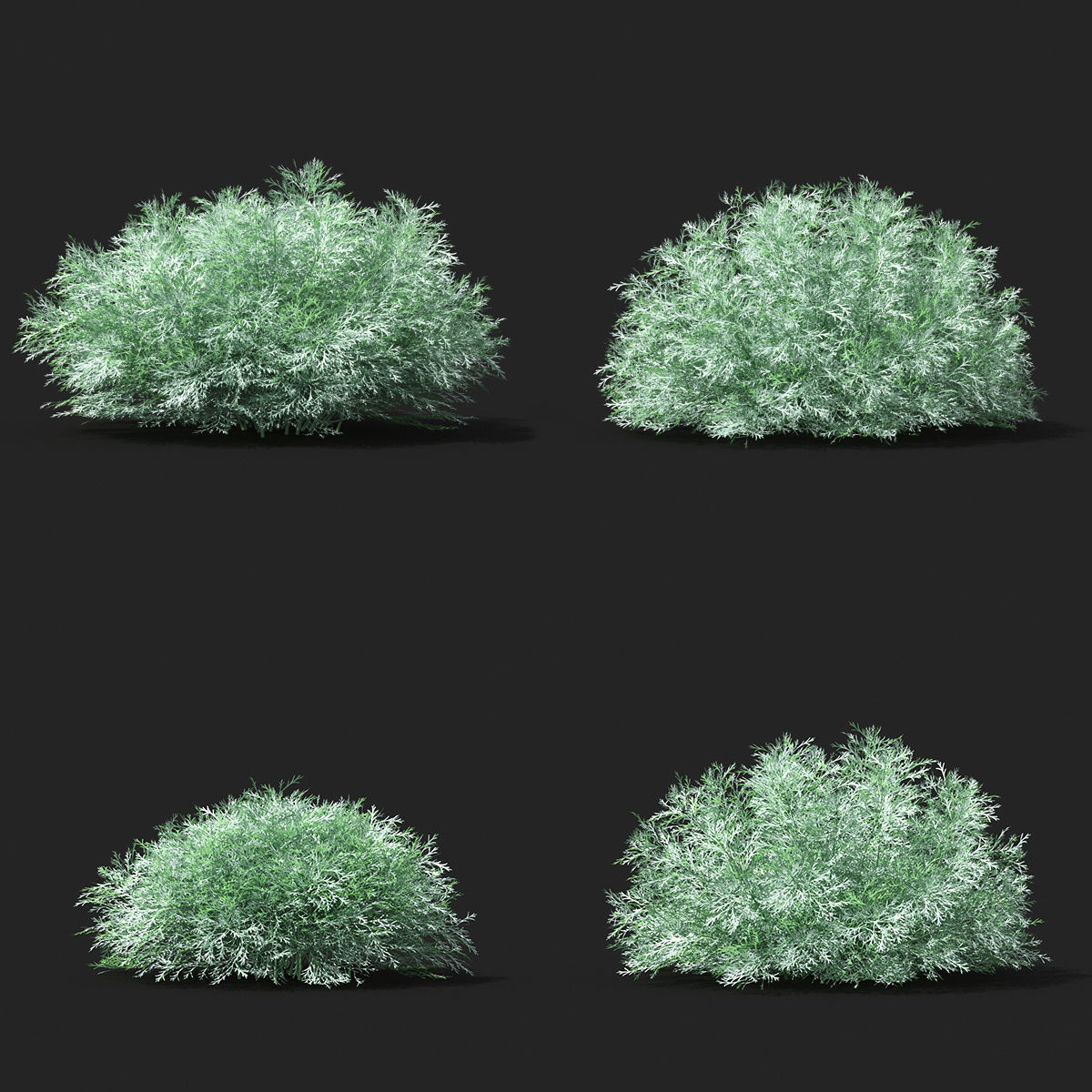  Artemisia schmidtiana 3D model_4